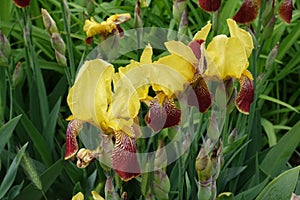 Bright yellow and maroon flowers of bearded irises in May
