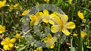 bright yellow marsh marigold flowers illuminated by the spring sun