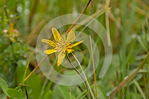 Bright yellow meadow salsify flower, closeup