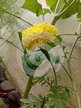 Bright yellow merigold flower plant