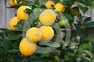 Bright Yellow Meyer Lemons