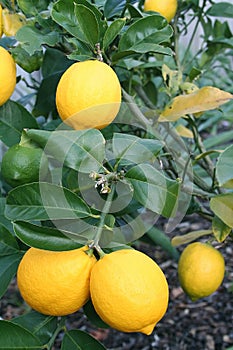 Bright Yellow Meyer Lemons photo