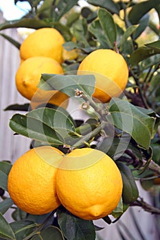 Bright Yellow Meyer Lemons photo