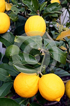 Bright Yellow Meyer Lemons