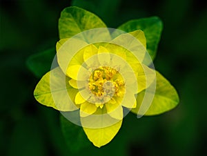 Bright yellow milkweed on a dark green background in the garden. Beautiful yellow flower close up. Cushion spurge, euphorbia