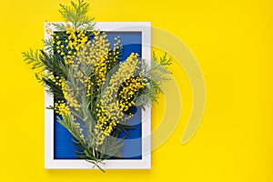 Bright yellow mimosa flowers and green branches  on blue pattern texture