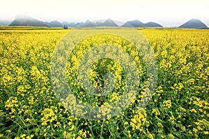 Bright yellow mustard are in bloom. Mustard field scenic landscape. Mountains and fog background. Yunnan, China.