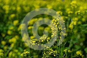 Bright yellow mustard flower with green leaves and stems. Cruciferous plants. Sunny field