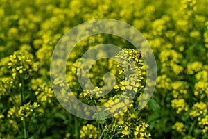 Bright yellow mustard flowers with green leaves and stems. Cruciferous. Sunny summer field