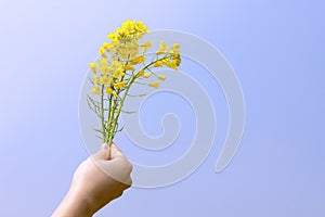 Bright yellow napus flowers in their hands