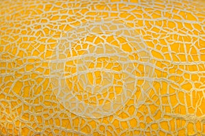 Bright yellow natural vegetable texture of melon peel close-up for designer background