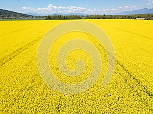 Bright yellow oilseed rape flowers in the field, zoom out aerial shot