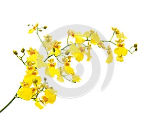 Bright yellow Oncidium