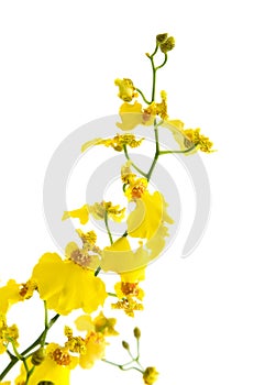 Bright yellow Oncidium orchid