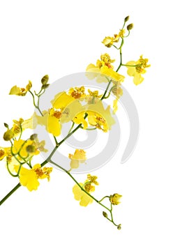 Bright yellow Oncidium orchid