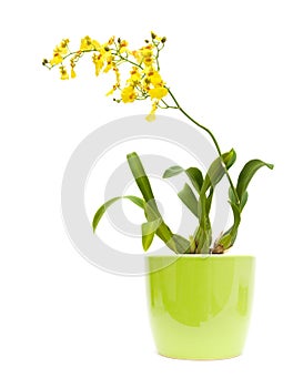 Bright yellow Oncidium orchid;