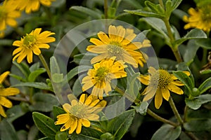 Bright yellow oppositeleaf spotflowers in the garden photo