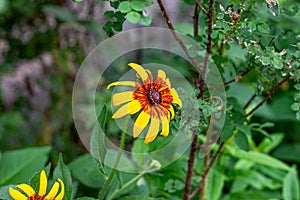 Bright yellow and orange Black-Eyed Susan Rudbeckia Hirta flower blossom in the meadow on grass field background in summer