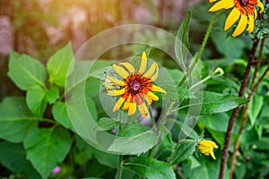 Bright yellow and orange Black-Eyed Susan Rudbeckia Hirta flowers blossom in the meadow on grass field background in summer