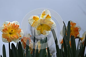 Bright yellow and orange daffodils after a rain