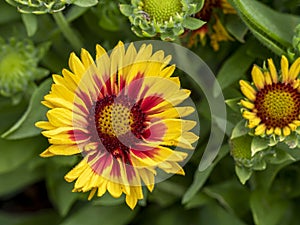 Bright Gaillardia blanket flower bloom in a garden