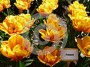 Bright yellow orange peony tulips. Tulip `Freeman`. photo