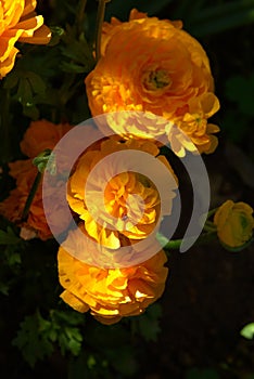 Bright yellow-orange petals glowing in sunlight photo