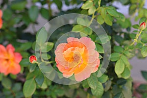 Bright yellow and orange rose bush with bokeh