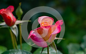 Bright yellow orange rose with pink edge against the green blurred background. Roses Variety Club