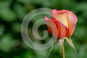 Bright yellow orange rose with pink edge against the green blurred background. Roses Variety Club