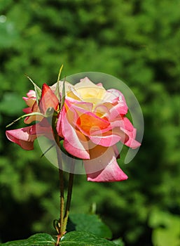 Bright yellow orange rose with red edge against green blurred backdrop. Rose Variety Club under natural light.
