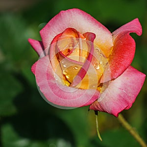 Bright yellow orange rose with red edge against green blurred backdrop. Rose Variety Club under natural light