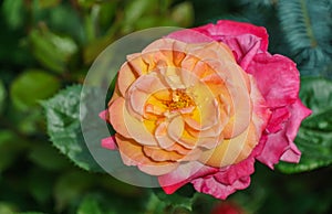 Bright yellow orange rose with red edge against the greenery background. Rose Variety Club under natural light