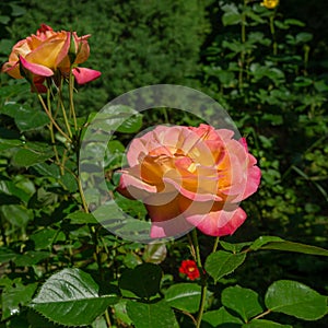 Bright yellow orange roses with pink edge against the green background. Roses Variety Club are photographed under natural light