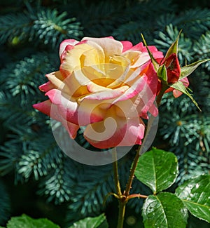 Bright yellow orange roses with red edge against the background of blue firs. Roses Variety Club are photographed