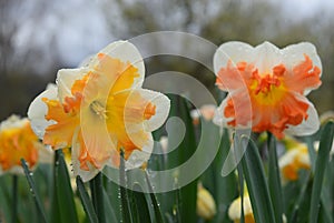 Bright yellow and orange special daffodils