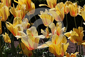 Bright yellow and orange striped tulips