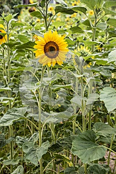 Bright yellow, orange sunflower flower on sunflower field. Beautiful rural landscape of sunflower field in sunny summer day