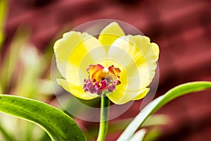 Bright yellow orchid flower in the garden