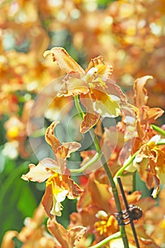 Bright yellow orchid flower with green leaf background