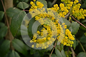 Bright yellow oregon grape flowers