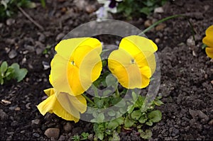 Bright yellow pansy flower