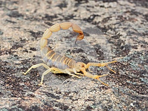 Bright yellow parabuthus scorpion atop a jagged rock in its natural desert habitat