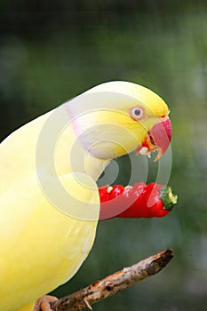 Bright yellow parrot eating red hot chili pepper
