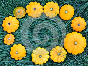 Bright yellow patissons on the green grass, laid out in the shape of a circle. View from above. Background.