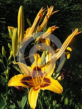 On the bright yellow petals of the Daylily Bonanza