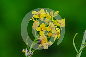 Bright yellow petals of wintercress in meadow