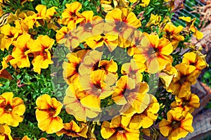 Bright yellow Petunia flowers in the garden, background.