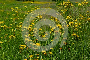 Bright yellow Pilosella caespitosa or Meadow Hawkweed flower, close up. Hieracium pratense Tausch or Yellow King Devil is tall,