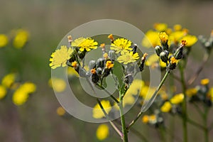 Bright yellow Pilosella caespitosa or Meadow Hawkweed flower, close up. Hieracium pratense Tausch or Yellow King Devil is tall,